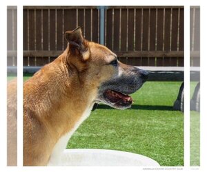 Capone - Male Mutt Dog for Adoption - Photo #3