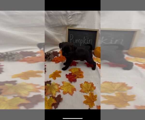 Medium Photo #15 Pug Puppy For Sale in BRIDGEWATER, VA, USA