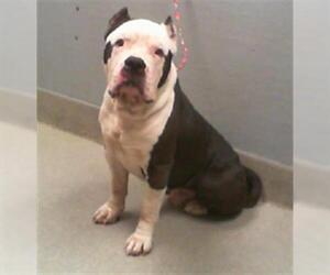 Mutt Dogs for adoption in Las Vegas, NV, USA