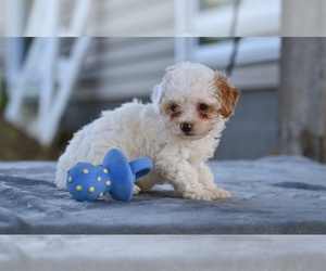 Poodle (Toy) Puppy for sale in MILLERSBURG, OH, USA