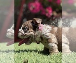 Small Photo #2 Bulldog Puppy For Sale in LOS ANGELES, CA, USA