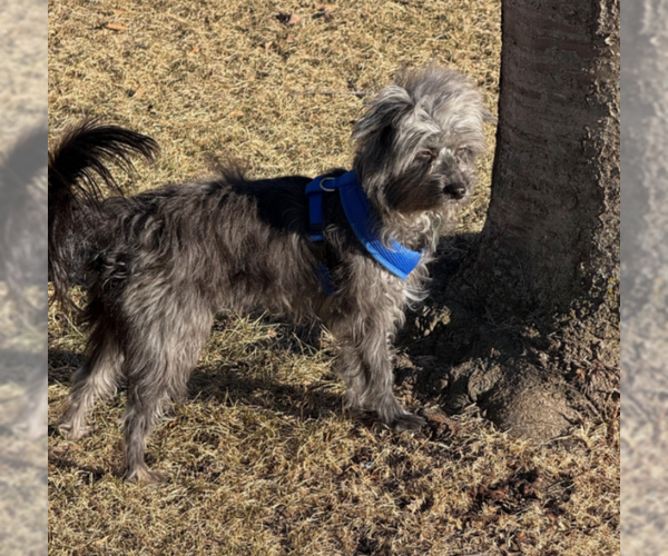 Medium Photo #6 Australian Shepherd Puppy For Sale in Sioux Falls, SD, USA