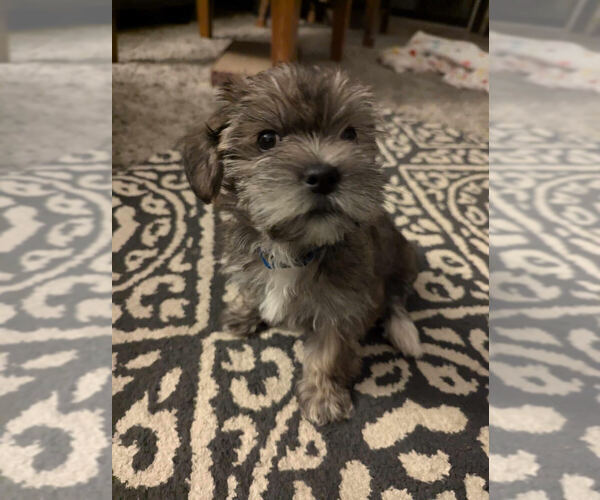 Medium Photo #3 Shorkie Tzu Puppy For Sale in SAINT PAUL, MN, USA