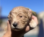 Small Photo #28 Goldendoodle Puppy For Sale in PHOENIX, AZ, USA