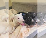 Small #4 American Pit Bull Terrier Mix