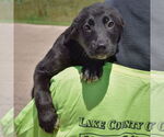 Small #4 German Shepherd Dog Mix