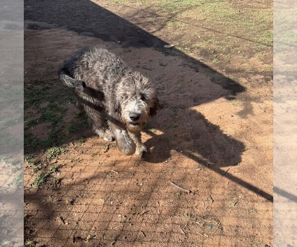 Medium Photo #1 Aussiedoodle Puppy For Sale in Grafton, WI, USA