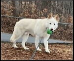 Small #18 Siberian Husky-white german shepherd Mix
