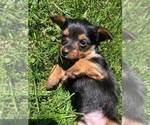 Small Photo #9 Silkshire Terrier-Yorkshire Terrier Mix Puppy For Sale in VOLUNTOWN, CT, USA