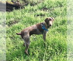 Small #1 German Shorthaired Pointer