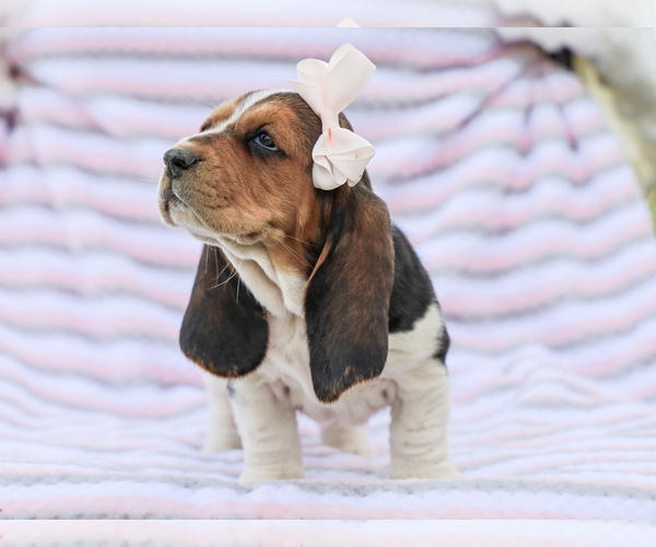 Medium Photo #4 Basset Hound Puppy For Sale in LIBERTY, KY, USA