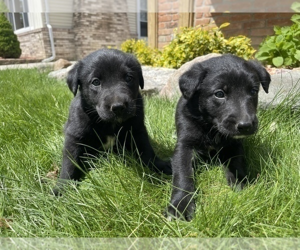 Medium Photo #5 Labrador Retriever Puppy For Sale in CHESTERFIELD, MI, USA