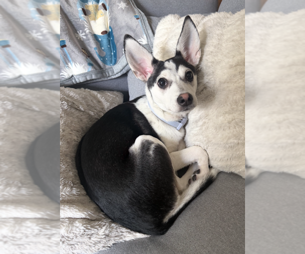 Medium Photo #1 Alaskan Husky-Chihuahua Mix Puppy For Sale in ROSEMOUNT, MN, USA