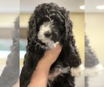 Small #33 Bernedoodle