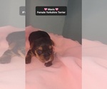 Small #2 Yorkshire Terrier