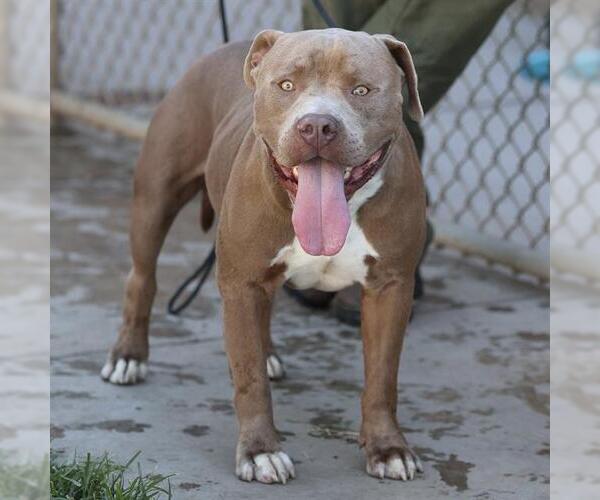 Medium Photo #2 American Pit Bull Terrier Puppy For Sale in Modesto, CA, USA
