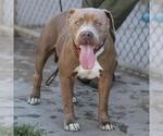 Small #1 American Pit Bull Terrier