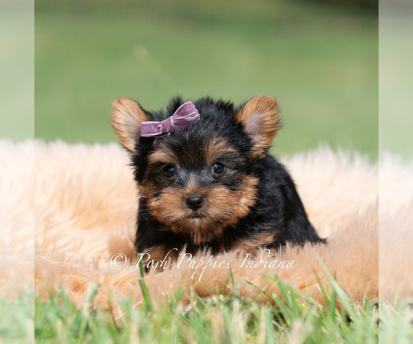 Medium Photo #60 Yorkshire Terrier Puppy For Sale in WARSAW, IN, USA