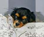 Small #3 Cavalier King Charles Spaniel