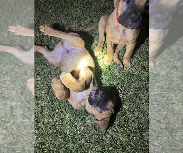 Medium Photo #11 Bullmastiff Puppy For Sale in JAY, FL, USA