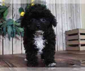 Poovanese Puppy for sale in MOUNT VERNON, OH, USA