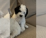 Puppy Snoopy Cocker Spaniel-Poodle (Miniature) Mix