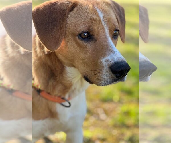 Medium Photo #10 Mutt Puppy For Sale in Roxboro, NC, USA