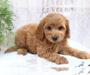 Cavapoo Puppy for sale in SHILOH, OH, USA