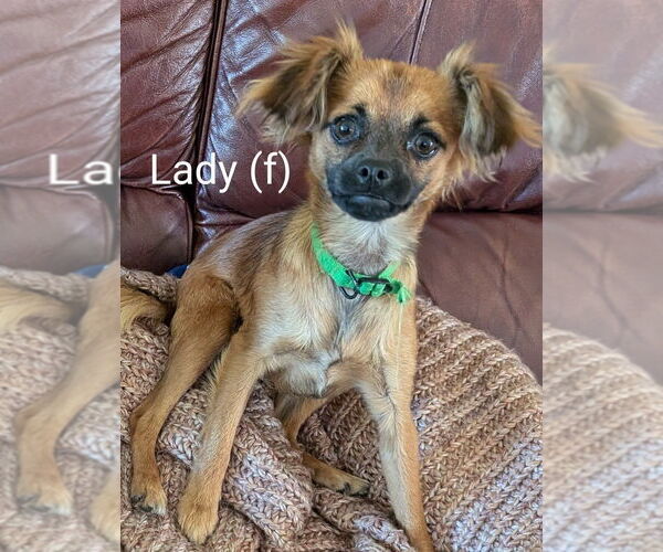 Medium Photo #4 Chihuahua-Unknown Mix Puppy For Sale in San Bernardino, CA, USA