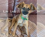 Small #3 Chihuahua Mix