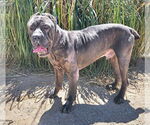 Small #1 Mutt