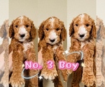 Puppy Puppy 3 Labradoodle-Poodle (Standard) Mix