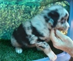 Small Photo #6 Australian Shepherd Puppy For Sale in SYLVA, NC, USA