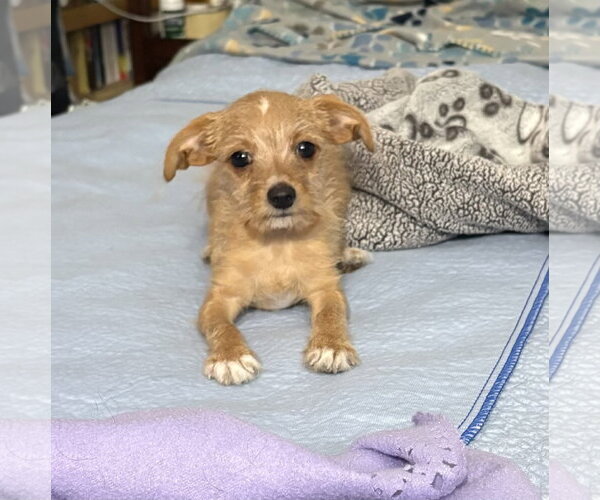 Medium Photo #1 Chihuahua-Unknown Mix Puppy For Sale in Phoenix, AZ, USA