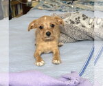 Small Chihuahua Mix