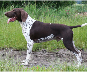 Father of the German Shorthaired Pointer puppies born on 05/04/2022
