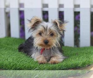 Yorkshire Terrier Puppy for sale in NAPPANEE, IN, USA