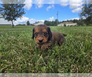 Dachshund Puppy for sale in CARLYLE, IL, USA