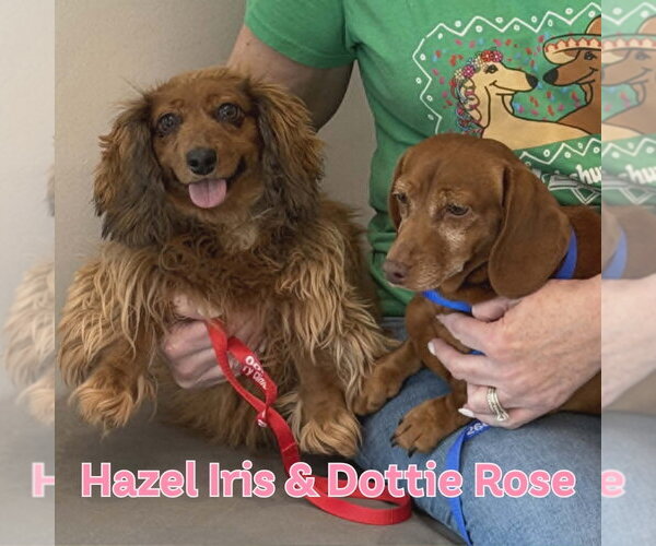 Medium Photo #2 Dachshund Puppy For Sale in San Antonio, TX, USA
