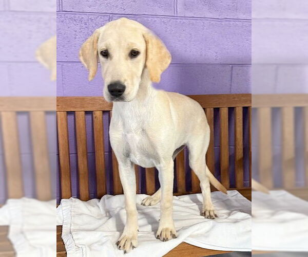 Medium Photo #1 Mutt Puppy For Sale in Genesee, WI, USA