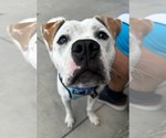 Small #4 Boxer Mix