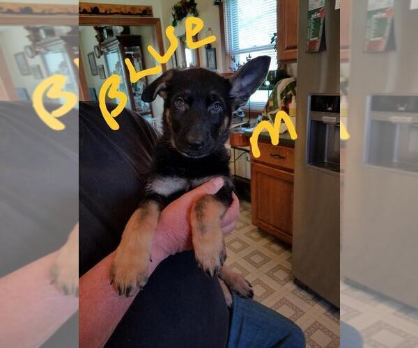 Medium Photo #2 German Shepherd Dog Puppy For Sale in REEDSBURG, WI, USA