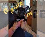 Small Photo #2 German Shepherd Dog Puppy For Sale in REEDSBURG, WI, USA
