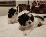 Puppy Puppy 2 Shih Tzu