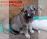 Small #9 German Shepherd Dog-Siberian Husky Mix