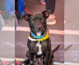 Marilynn - Female Labrador Retriever-Unknown Mix Dog for Adoption - Photo #15