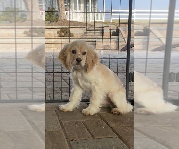 Medium Photo #1 Cocker Spaniel Puppy For Sale in CANOGA, NY, USA