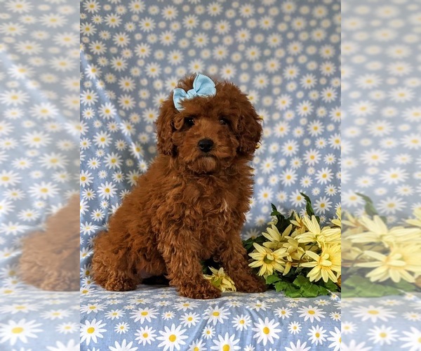 Medium Photo #1 Poodle (Miniature) Puppy For Sale in NEW PROVIDENCE, PA, USA