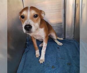 American Staffordshire Terrier-Unknown Mix Dogs for adoption in San Antonio, TX, USA