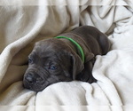 Small Photo #7 Cane Corso Puppy For Sale in SAN ANTONIO, TX, USA